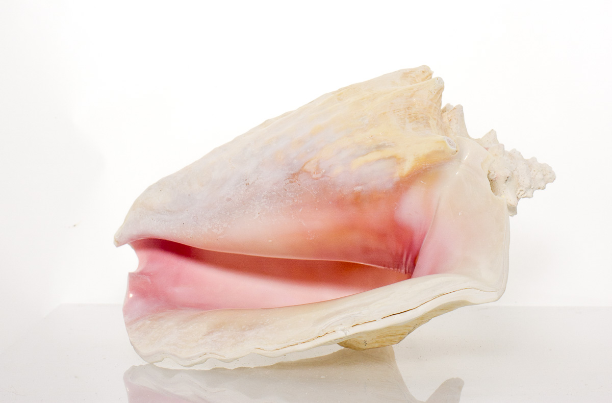 SlitBack Pink Conch Shell 8" 9" By SeaSationals